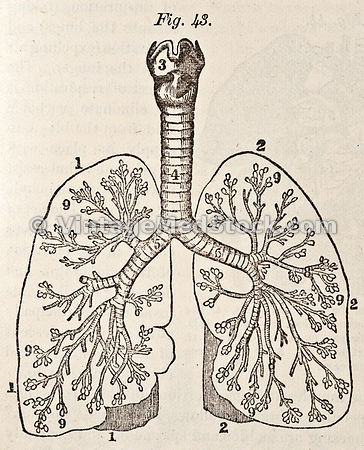 respiratory