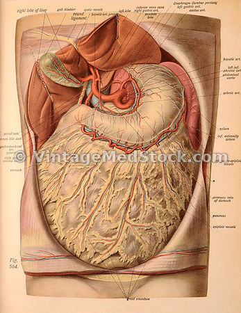 Gastroenterology