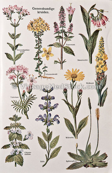 Medical Botany