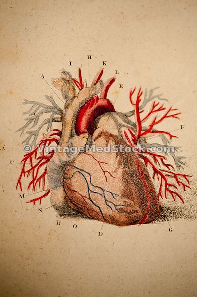 Cardiovascular System