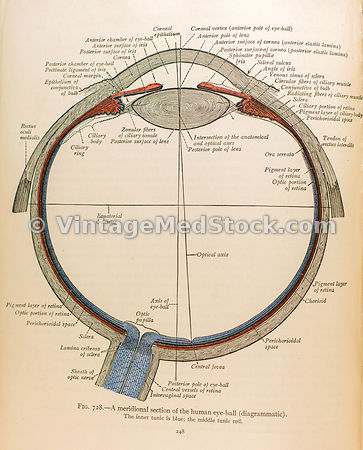 Ophthalmology