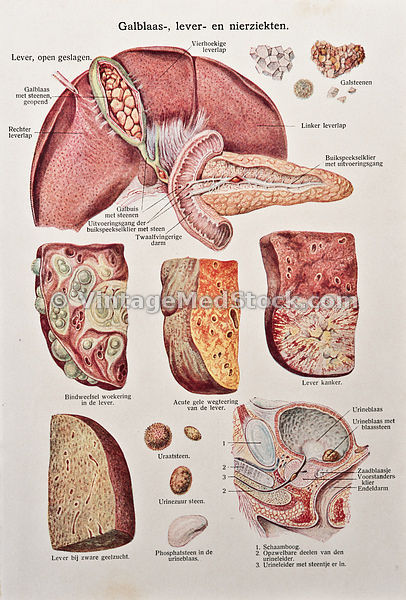 Urology