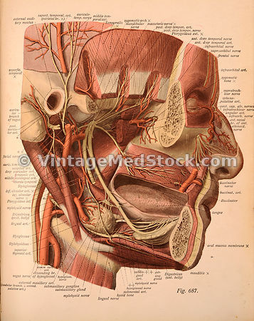 ENT | Ear, Nose & Throat