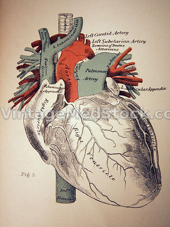 Cardiology