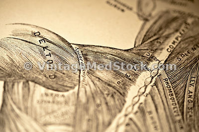 Muscular system