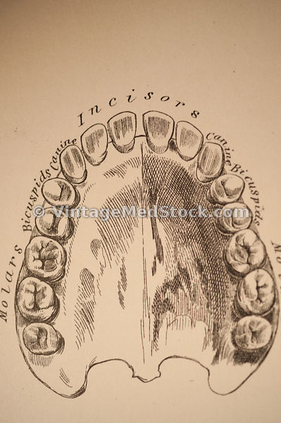 Dentistry