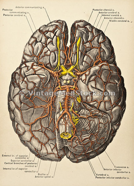 Neurology
