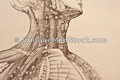 Lymphatic System