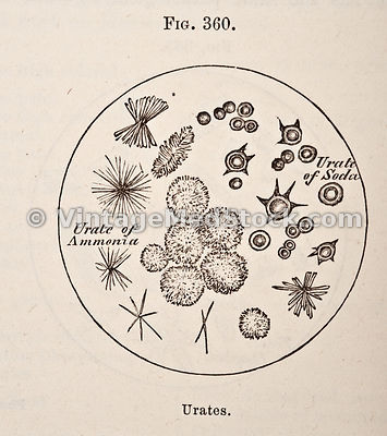 Histology
